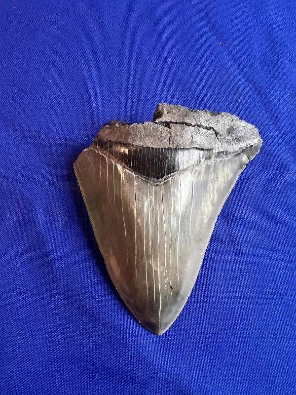 Click here to see the details of this item