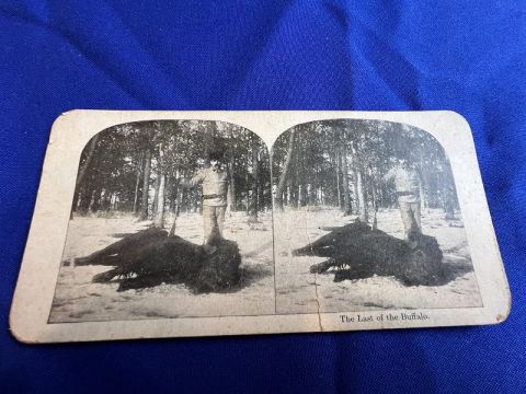 LAST BUFFALO STEREOVIEW CARD PHOTO 1898