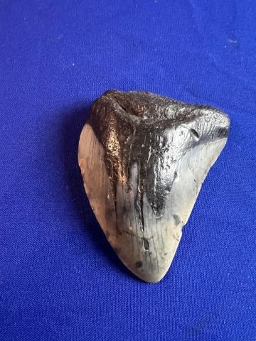 Large Fossilized Megalodon Shark Tooth