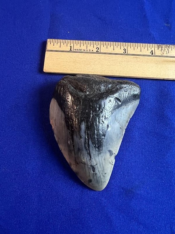 Large Fossilized Megalodon Shark Tooth