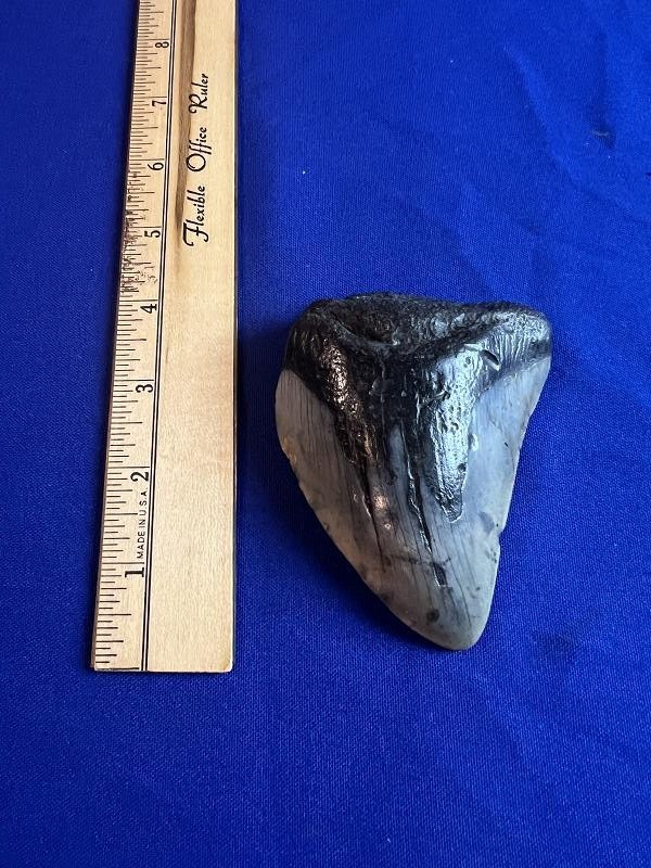 Large Fossilized Megalodon Shark Tooth